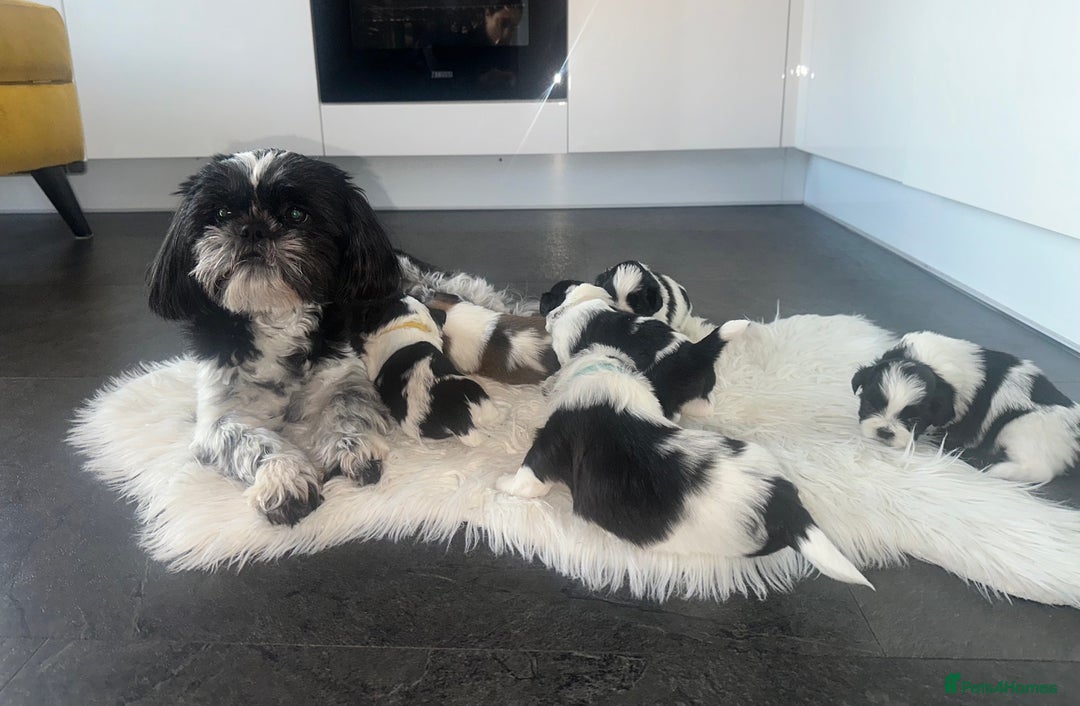 Shih Tzu dogs for sale: Shih Tzu puppies - Advert 1