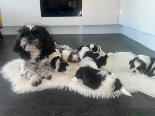 Shih Tzu dogs Shih Tzu puppies - Advert 2