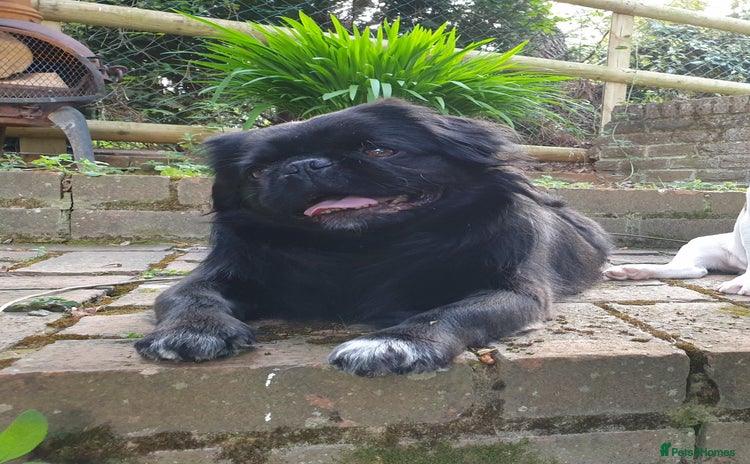 Pug dogs in Halstead - Advert 1