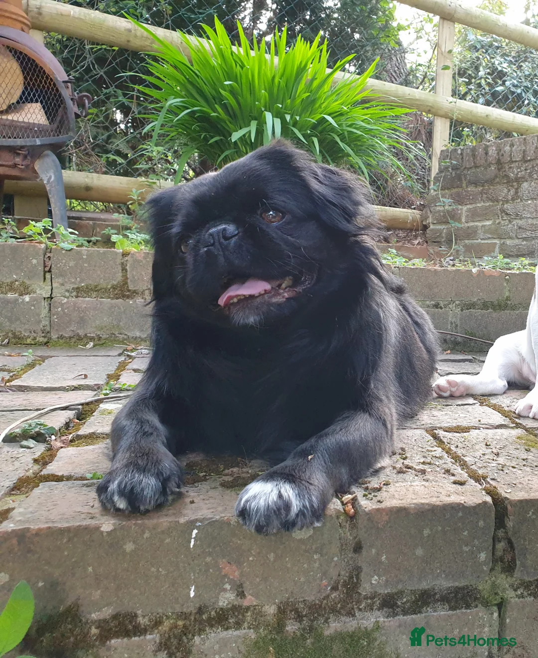 Pug dogs for stud: FLUFFY PUG STUD Blue Choc Black Tan carrier Husky  in Halstead - Advert 2
