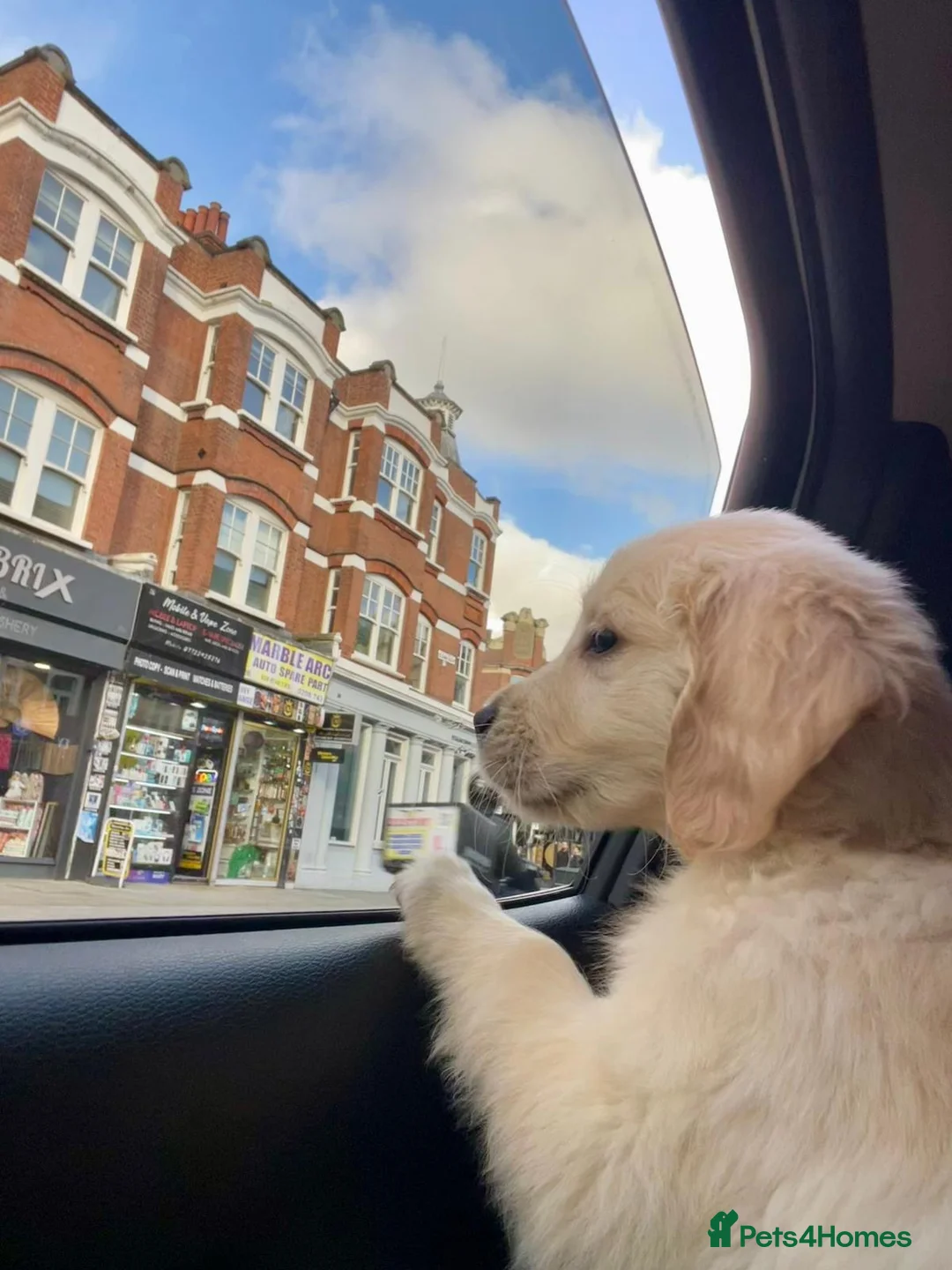 Golden Retriever dogs for sale: KC Champion Line Golden Retriever puppies💗💙 - Advert 32