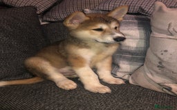 Mixed Breed dogs for sale: READY NOW! Beautiful Japanese Akita Puppies - Image 1