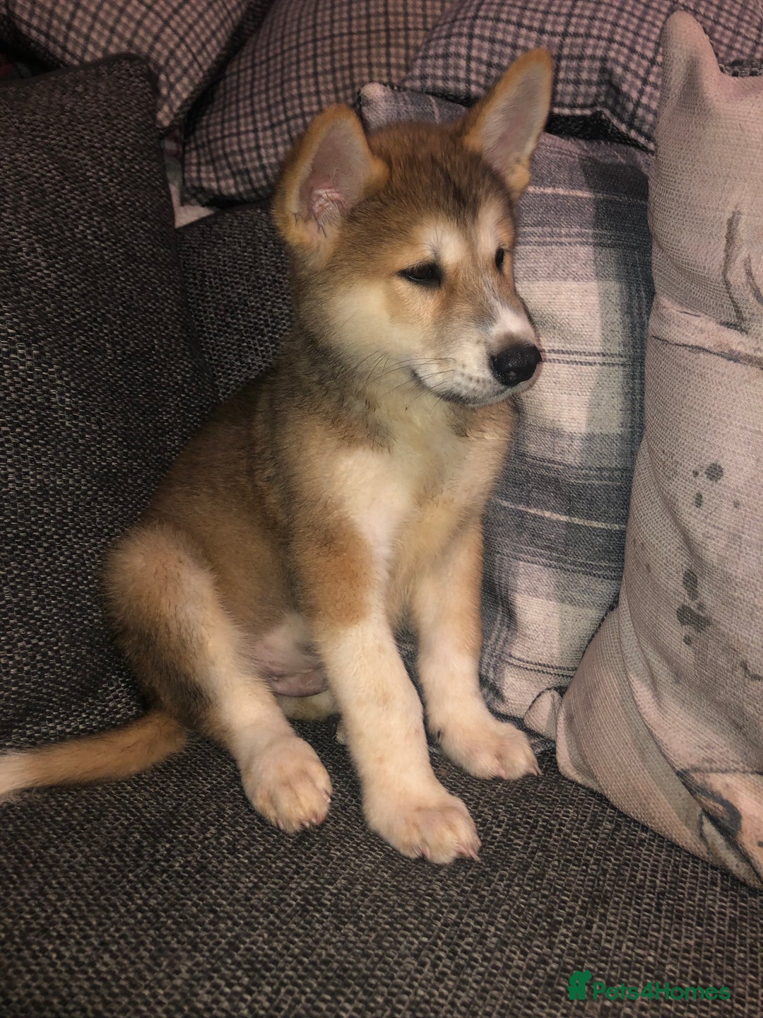 Mixed Breed dogs for sale: READY NOW! Beautiful Japanese Akita Puppies - Image 1