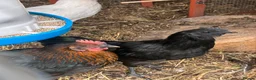 Chickens poultry for sale: Ayam Cemani  - Advert 2
