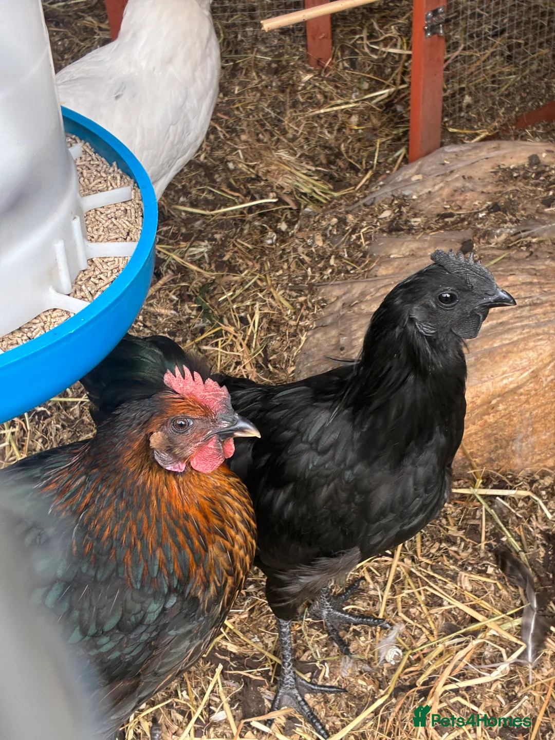 Chickens poultry for sale: Ayam Cemani  - Advert 2