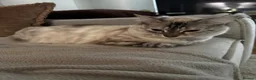 British Shorthair cats for sale: Bengal x British short hair  - Advert 14