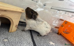 Guinea Pig rodents for sale: Two male guinea pigs and their Guinea Loft cage - Image 6