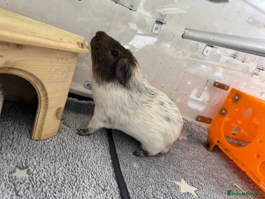 Guinea Pig rodents for sale: Two male guinea pigs and their Guinea Loft cage - Image 6