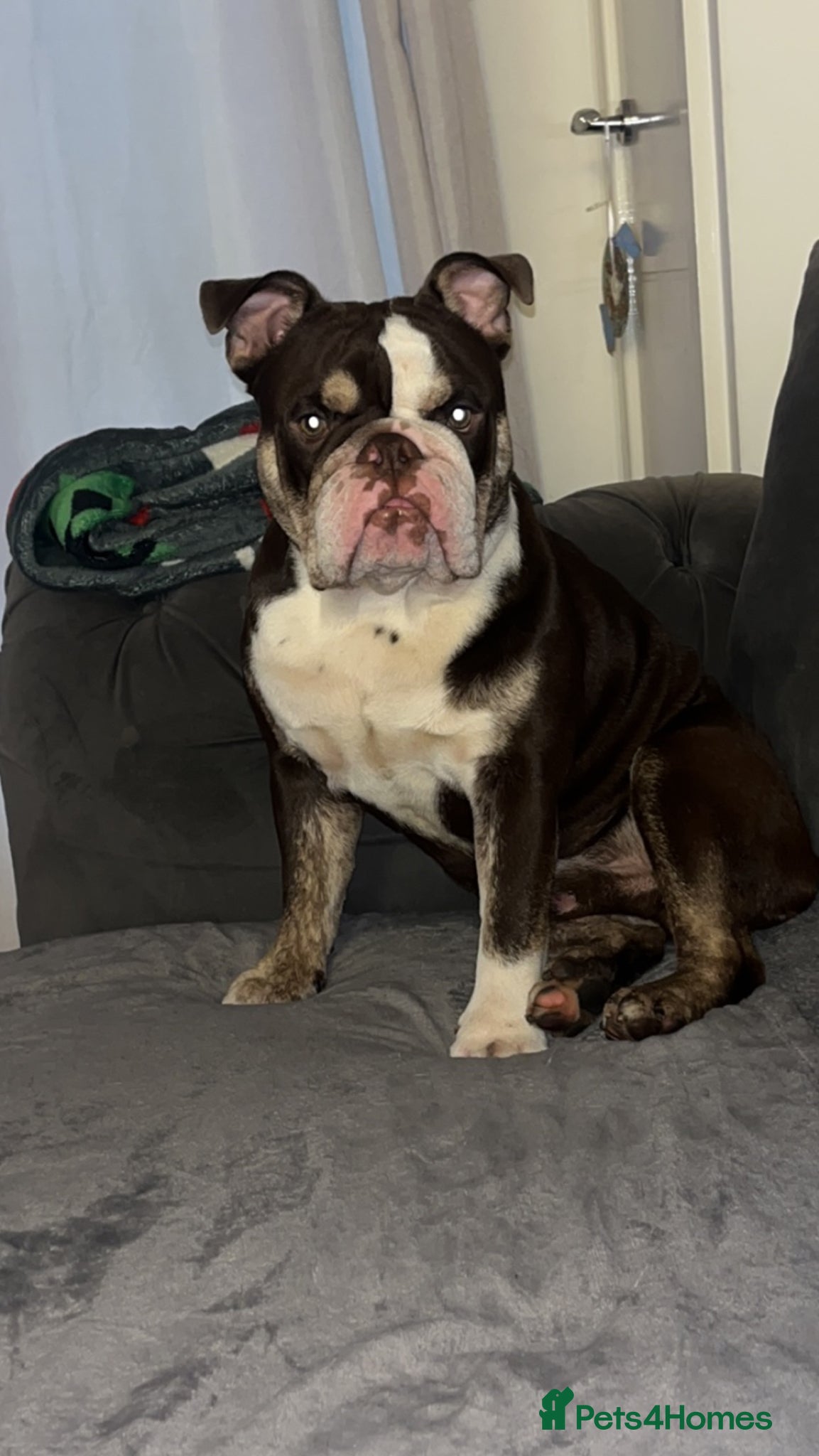 Olde English Bulldogge dogs Old English bulldog male namedRocco he is nearly 4 - Advert 1