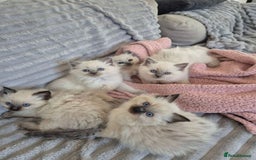 Ragdoll cats for sale: Active playful blue eyes Rag dolls - Image 6