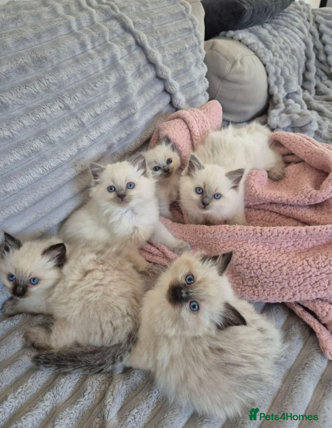 Ragdoll cats for sale: Active playful blue eyes Rag dolls - Image 6