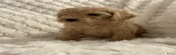 Cockapoo dogs for sale: ❤️COCKAPOO PUPPIES F1B❤️ - Advert 5