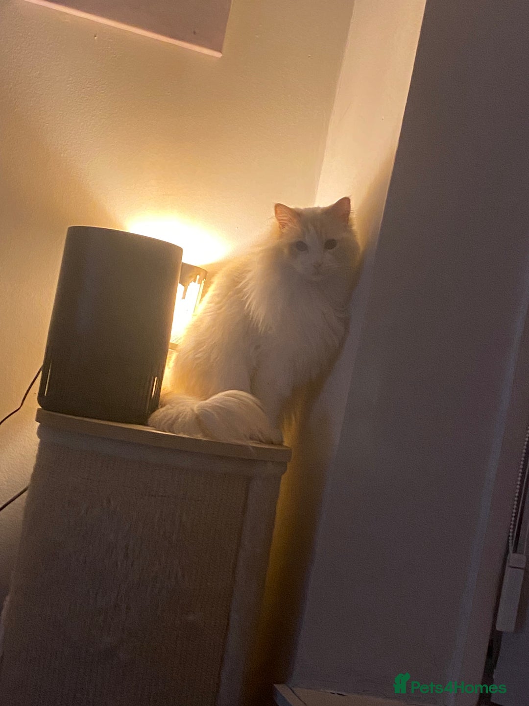 Ragdoll cats for sale: Two Ragdolls for sale. 3 and 2 Beryl & Barry - Image 3