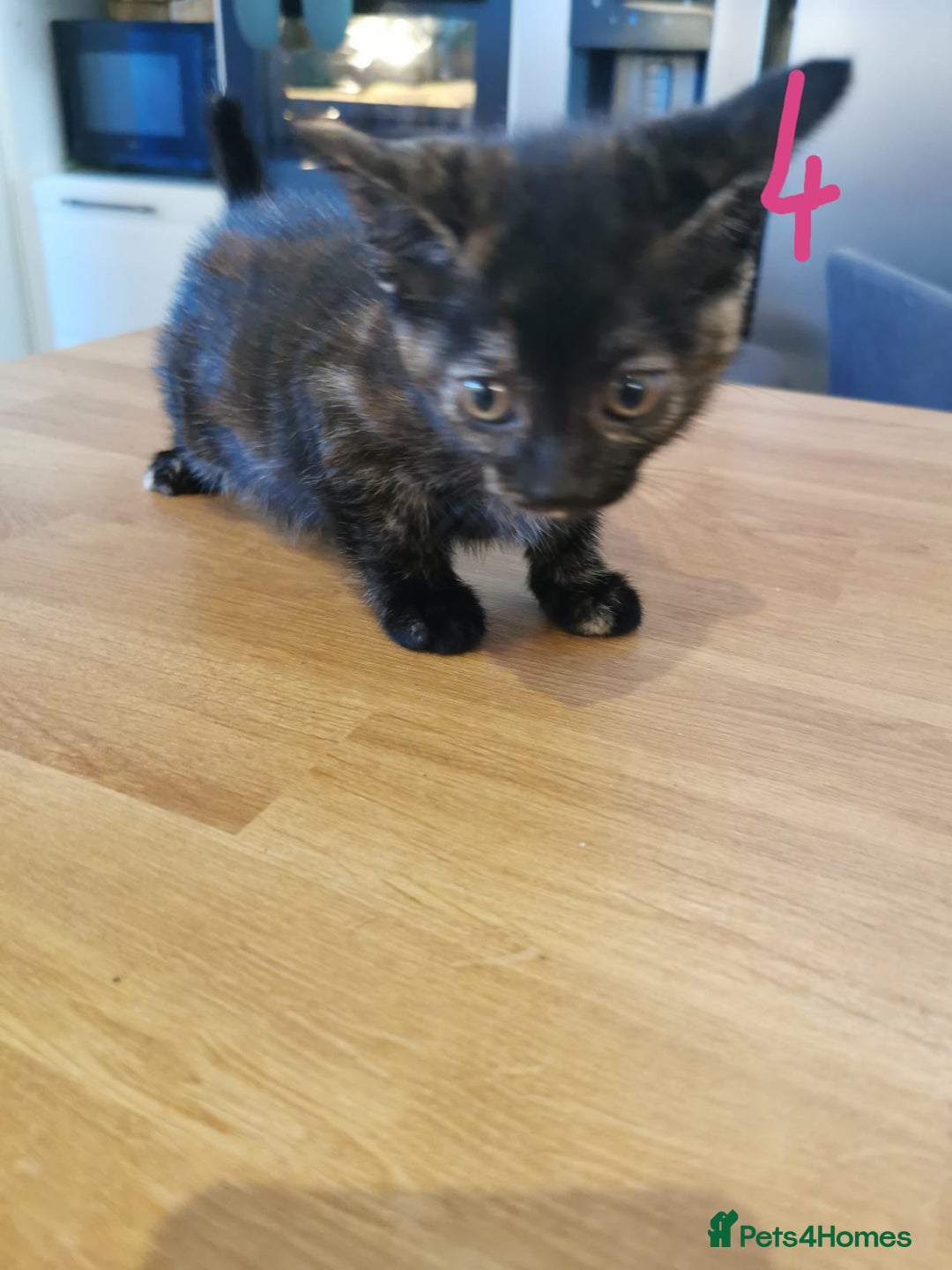 Mixed Breed cats for sale: Beautiful kittens ready now - Image 38