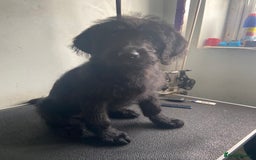 Labradoodle dogs for sale: F1 labradoodles  - Image 16