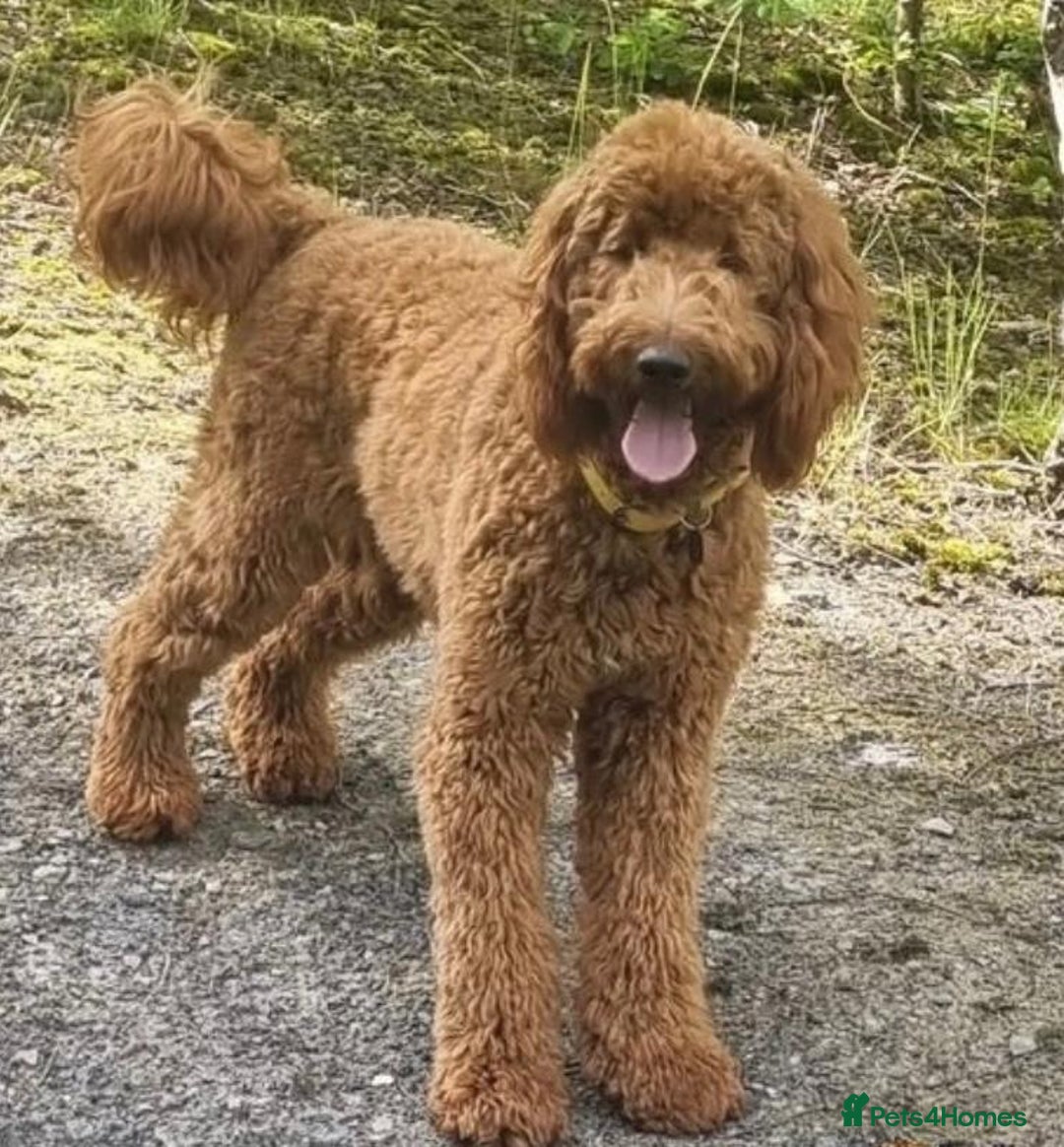 Labradoodle dogs for sale: 6 very cute Labradoodle puppies  - Image 4