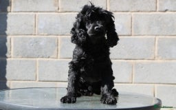 Pomeranian dogs for sale: Beautiful Cocker Spaniel male for sale  - Image 2
