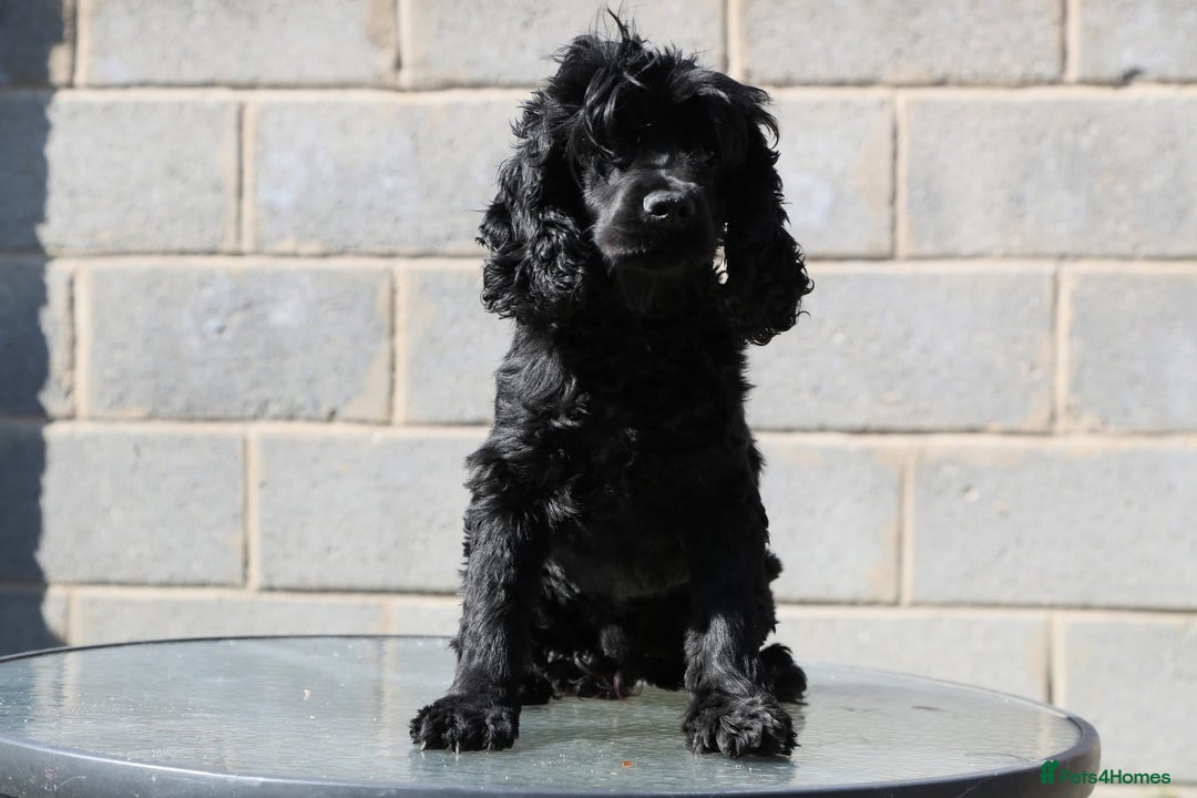 Pomeranian dogs for sale: Beautiful Cocker Spaniel male for sale  - Image 2