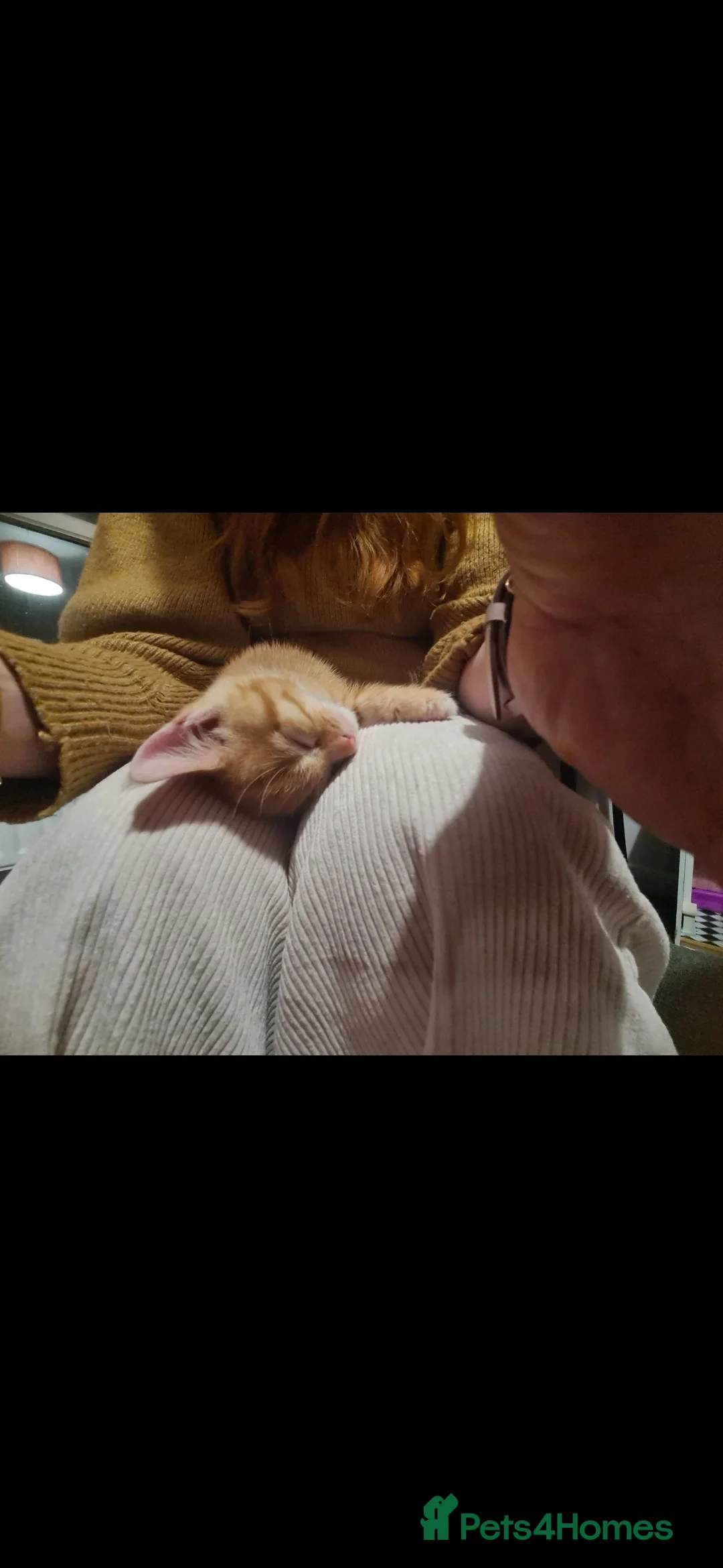 Mixed Breed cats for sale: 10 week old kittens (ready by 5th march) - Advert 25