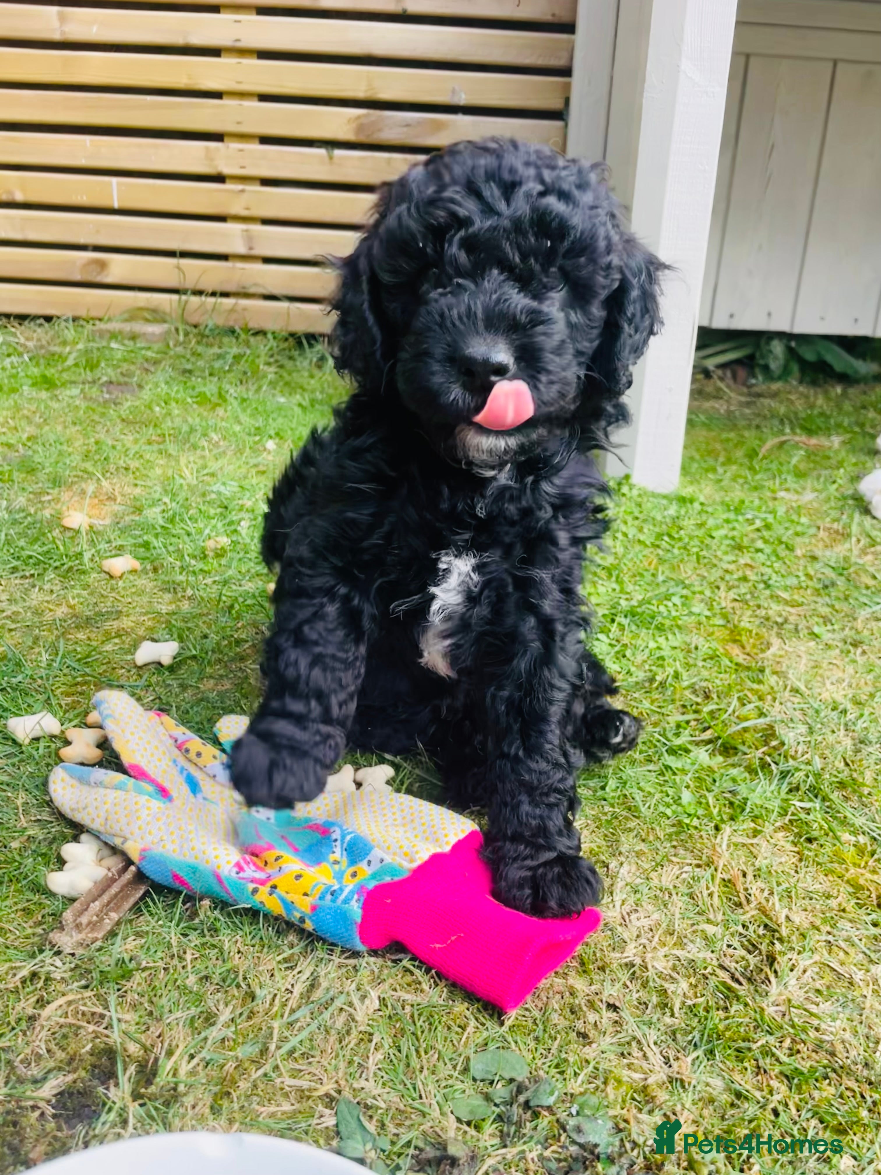 Cockapoo dogs Ready soon! Can be flexible on collection date  - Advert 17