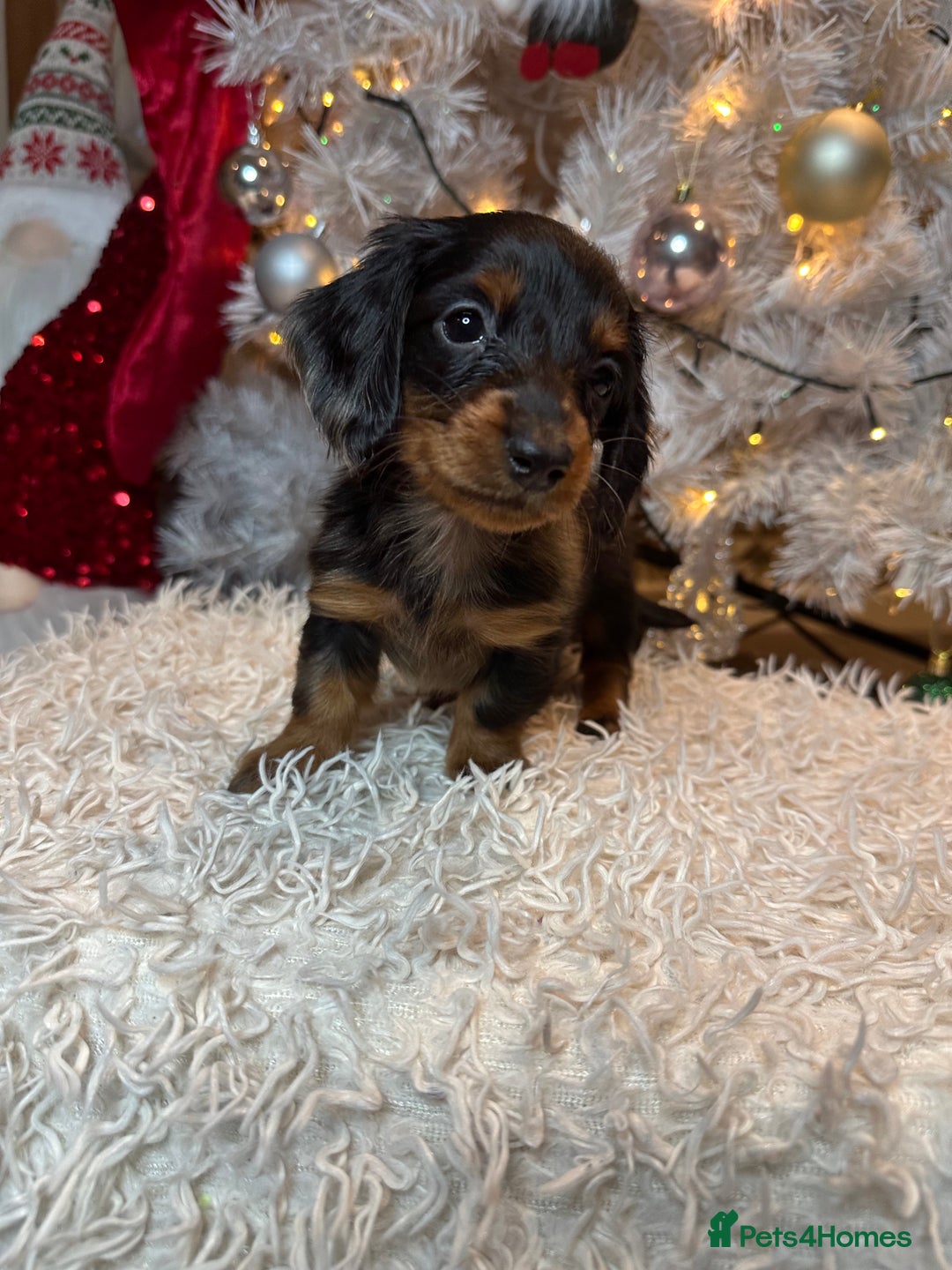 Miniature Dachshund dogs for sale: Long Haired Miniature Dachshund puppies - Advert 29