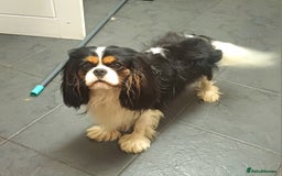 Cavalier King Charles Spaniel dogs for sale: Beautiful quality kc registered cavalier puppies  - Image 2