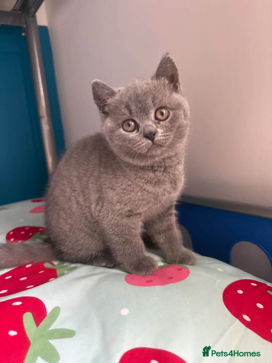 British Shorthair cats for sale: **LAST GIRL** British shorthair kitten - Advert 2
