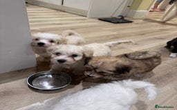 Bichon Frise dogs for sale: Dogs  - Image 2
