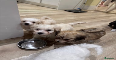 Bichon Frise dogs - Advert 4