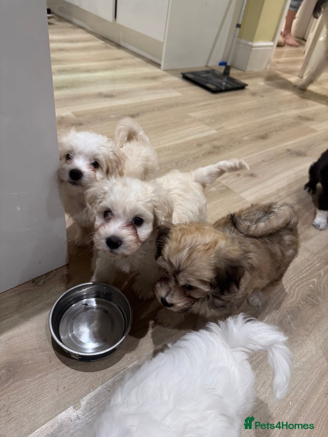 Bichon Frise dogs for sale: Dogs  - Image 2