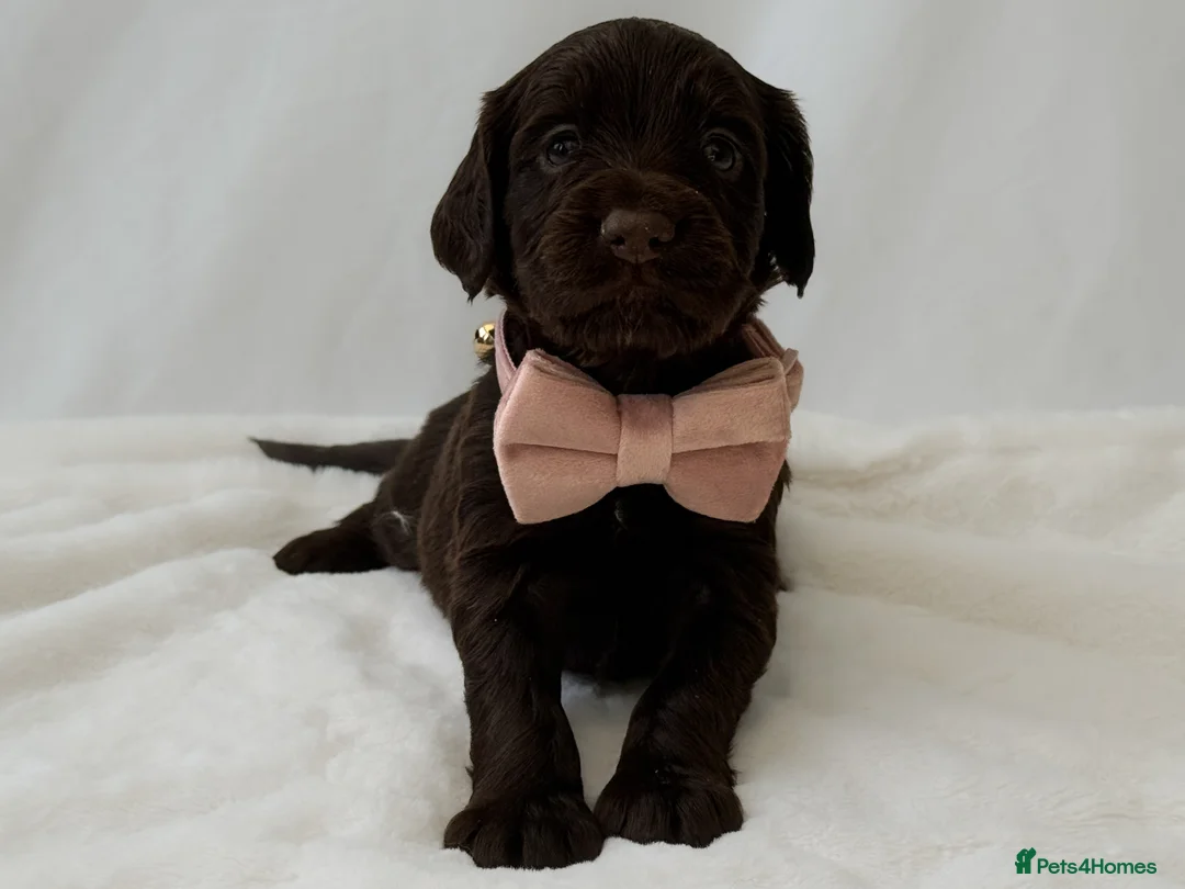 Cocker Spaniel dogs for sale: KC Working Cocker Spaniel Puppies - Health Tested  - Advert 7