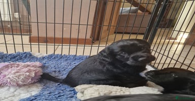 Cocker Spaniel dogs Cocker Spaniel Puppies - Advert 16