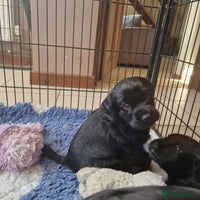 Cocker Spaniel dogs Cocker Spaniel Puppies - Advert 2