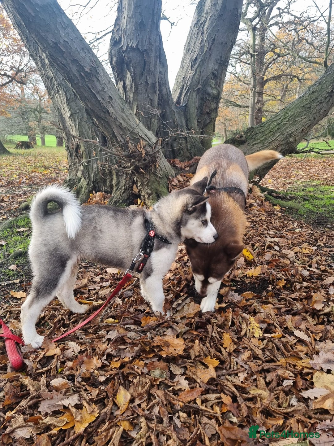 Mixed Breed dogs for sale: Pomsky for sale - Advert 15