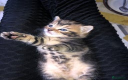 Bombay cats for sale: 3 little boy kittens - Image 7