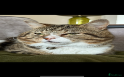 British Shorthair cats for sale: British Shorthair - Image 1