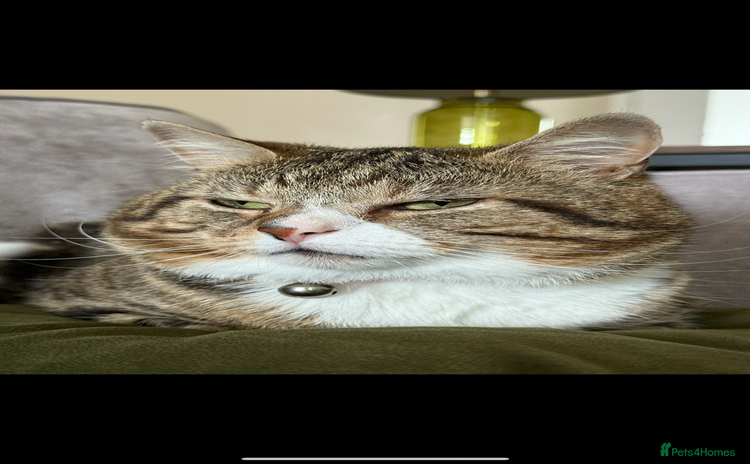British Shorthair cats - Advert 1