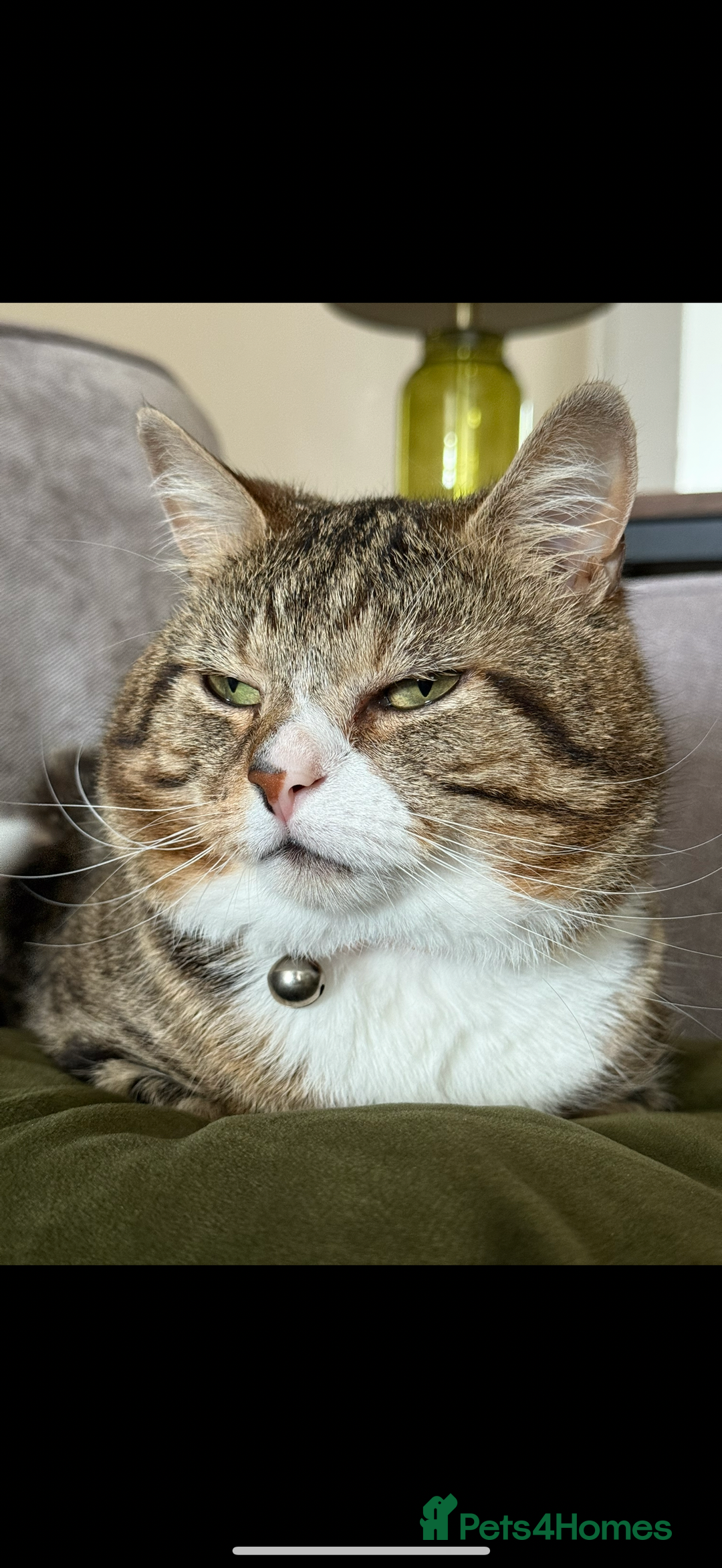British Shorthair cats for sale: British Shorthair - Image 1