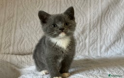 British Shorthair cats for sale: British shorthair kittens  - Image 7