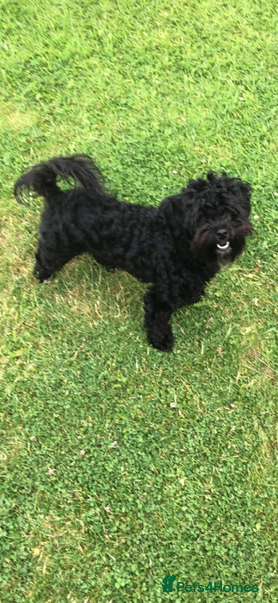 Maltipoo dogs for stud: Male Maltipoo STUD  - Advert 2