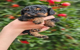 Cockapoo dogs for sale: F2 Cockapoo puppies for sale  - Image 36