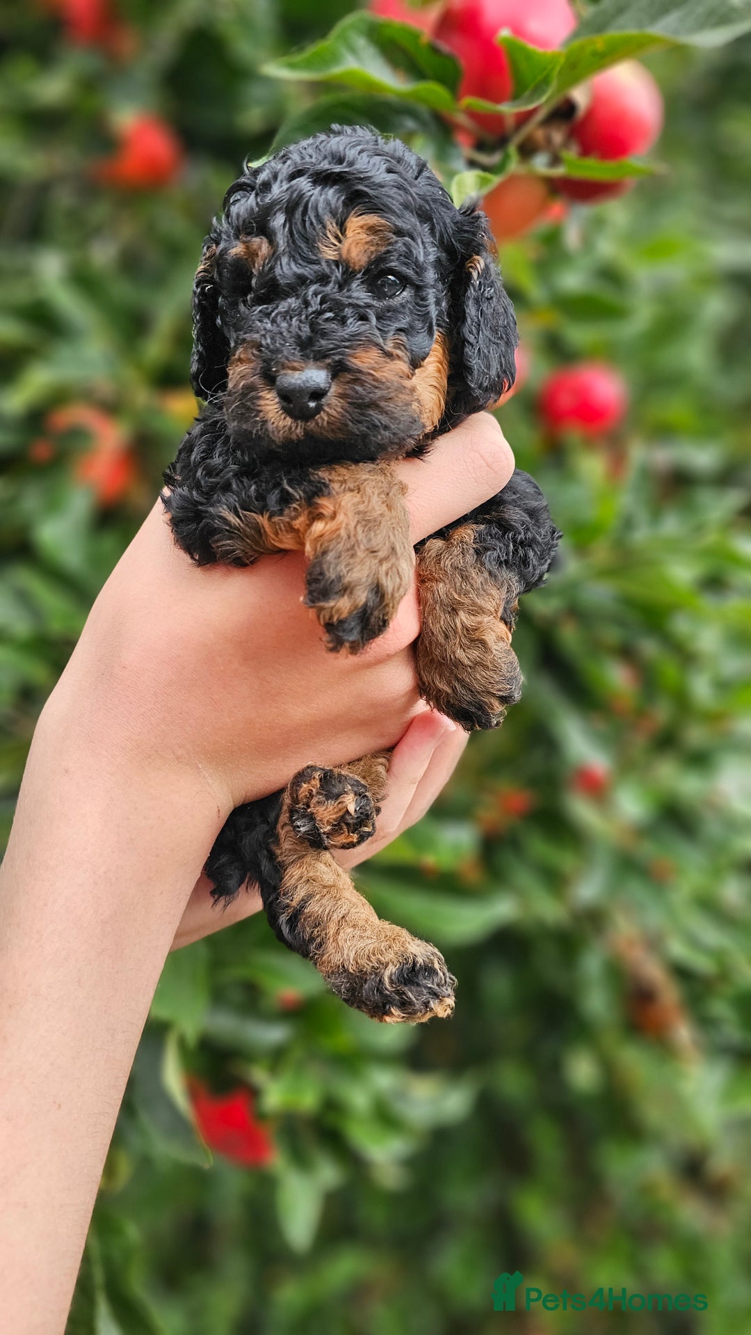Cockapoo dogs for sale: F2 Cockapoo puppies for sale  - Image 36