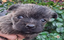 Cairn Terrier dogs for sale: Cracking litter of Cairn terriers - Image 1