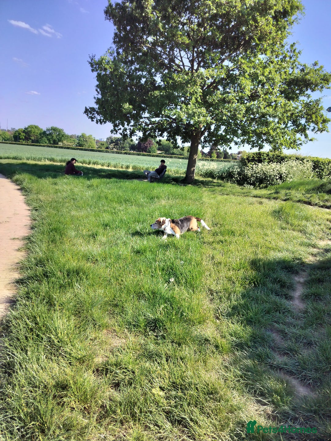 Beagle dogs for sale: Playful Rocket (Beagle) looking for new home - Image 2