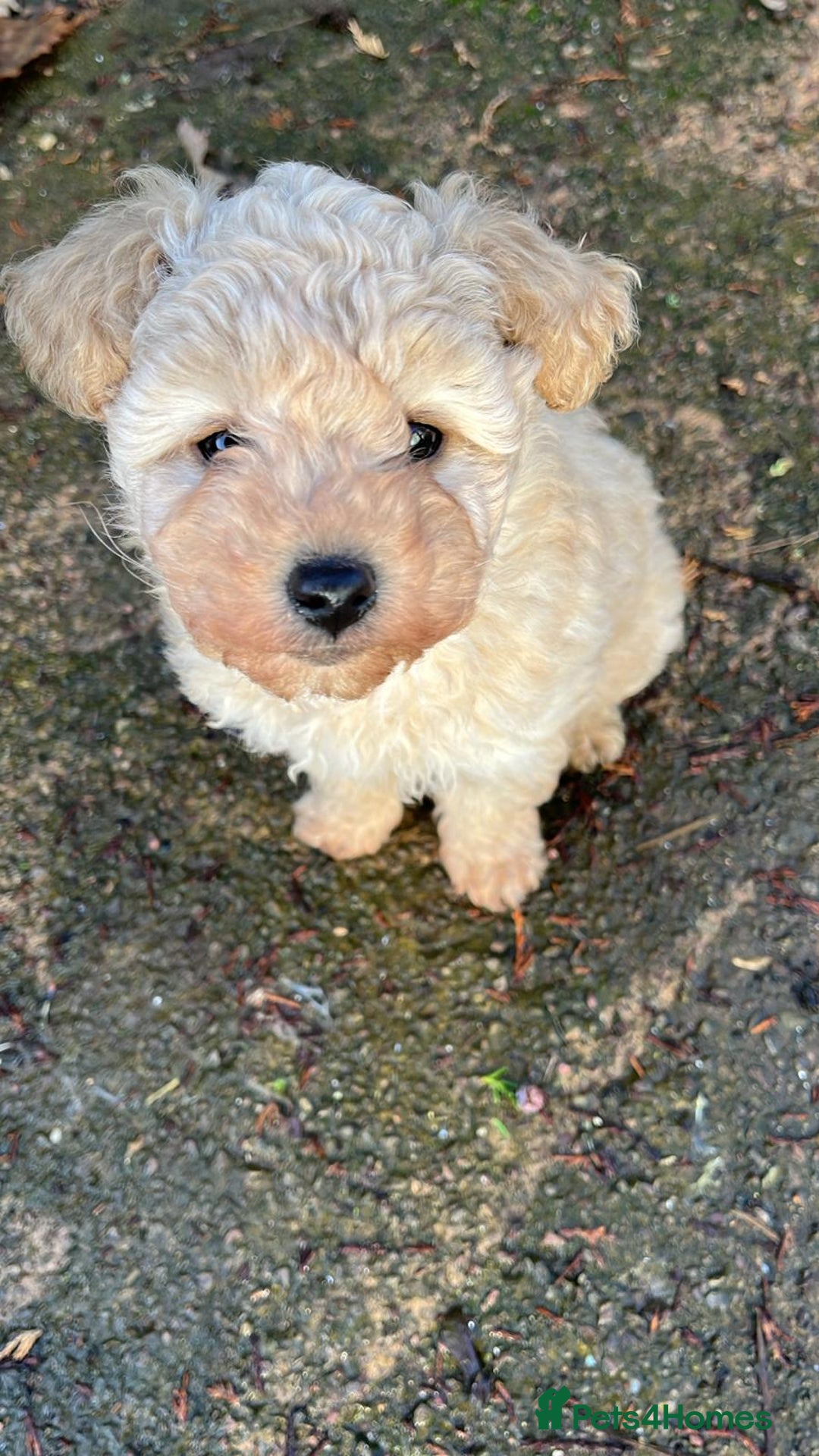 Mixed Breed dogs for sale: Girl maltipoo - Advert 2