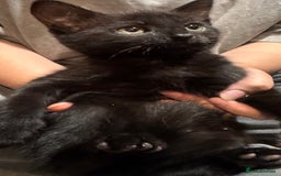 Mixed Breed cats for sale: Beautiful mixed breed kittens  - Image 7