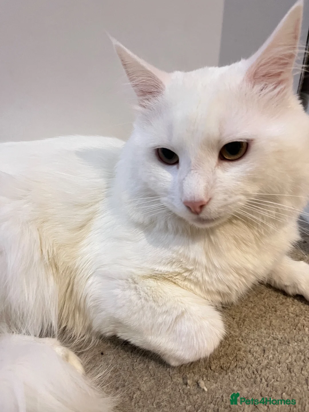 Turkish Angora cats for sale: Beautiful Turkish Angora Cat  in London - Advert 5