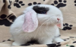 Mini Lop rabbits for sale: 8-9 week old mini lops  - Advert 3