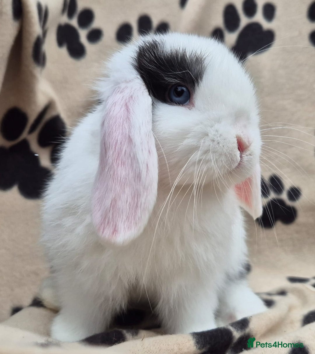 Mini Lop rabbits for sale: 8-9 week old mini lops  - Advert 3