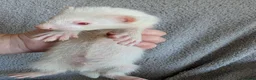 Ferret rodents for sale: Ferret kits in West Malling - Advert 5